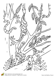 Coloriage Du Jeu Du Cache Cache Des Animaux Les Serpents Page 11 Sur 12 Sur Hugolescargot Com Coloriage Animaux Coloriage Coloriage Chat
