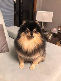 Pin Oleh Nguyễn Di Pomeranian Dog Di 2020 Anjing Pomeranian Anjing Lucu Anjing