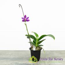 Image result for Indigofera pulchra