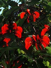 Image result for Erythrina falcata