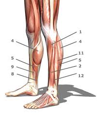 It affects the entire lower limb and the movement of it is a muscular district called to work during daily and sports activities and to maintain the orthostatism. Foot Ankle Lower Leg Anatomy Quiz Proprofs Quiz