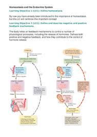 Homeostasis (a greek term meaning same state), is the maintenance of constant conditions in the internal environment of the body despite large swings the body's homeostatically cultivated systems are maintained by negative feedback mechanisms, sometimes called negative feedback loops. Homeostasis And The Endocrine System Studocu