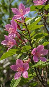 Image result for Bauhinia burrowsii