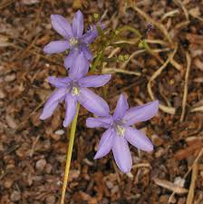Image result for Moraea natalensis
