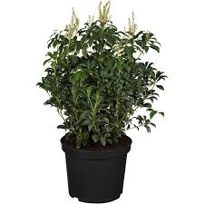 Image result for Pieris japonský obrázek