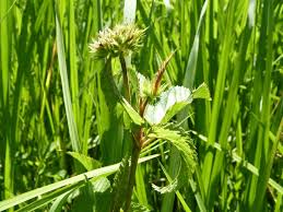 Image result for Melochia corchorifolia