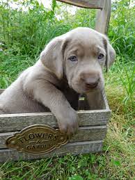 We are very selective in breeding our females to make sure that our puppies are the. Meet Our Puppies Silver Silver Labrador Puppies Puppies Silver Labrador Retriever