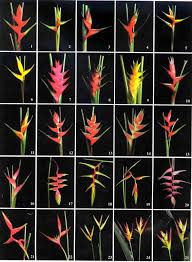 Heliconia Bird Of Paradise Plant Varieties Pin On Garden