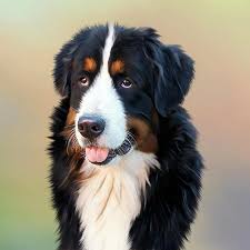 Kopek Bernese Dag Kopegi Senner Dog Evcil Hayvan Iyi Pikist