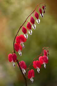 Pin On Flowers