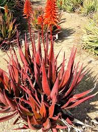 Image result for Aloe cameronii