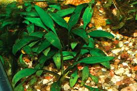 Cryptocoryne beckettii, also known as beckett's water trumpet, is a plant species belonging to the araceae genus cryptocoryne. Akw Bayerwald Orchideenzauber Seite 2
