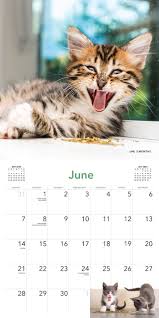 In plus, alocatia copilului in anglia nu e conditionata de jobul parintilor. 2020 Cats On Catnip Wall Calendar Amazon Es Marttila Andrew Workman Calendars Libros En Idiomas Extranjeros