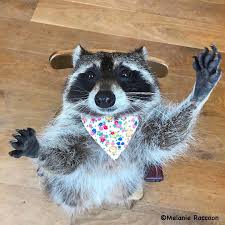 Big Hug Please To Get Me Through This Monday Melanie Hug Hugplease Mondaymotivation Cutie Raccoonsofinstagra Cute Raccoon Raccoon Funny Cute Animals