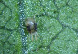 Image result for Tetranychidae grapevine