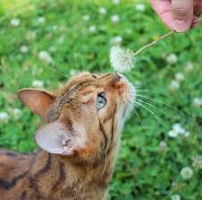 Pin By Safak Ozkaya On Katzen Cute Cats And Kittens Cute Animals Crazy Cats