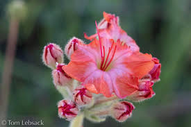 Image result for Buchnera capitata