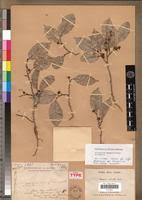 Image result for Trilepisium