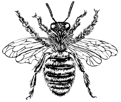 Pin On Bees