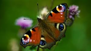 It encourages your blooming fruit trees to set and grow fruit. How To Attract Butterflies To Your Garden Woodland Trust
