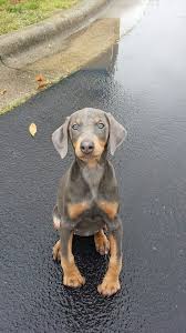 Black And Tan Doberman Puppies For Sale Blue Doberman Puppy Protective Dog Breeds Protective Dogs Doberman Puppy