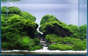 100 Aquascape Ideas Aquascaping Planted Aquarium Tatlisu Akvaryumu