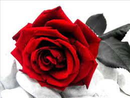 A gennaio del 1970 esce il suo primo album massimo ranieri. Rose Rosse Massimo Ranieri Youtube
