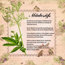 Madesuss Wirkung Und Anwendung Rezepte Verwendete Pflanzenteile Sammelzeit Und Anwendungsgebiete Krauter Pflanzen Pflanzen Pflanzenteile