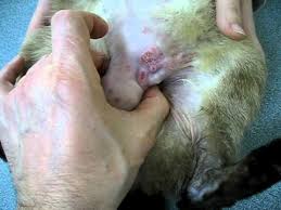Can cats sense breast cancer : Tumor Of Breast Cancer In Cat 2 Youtube