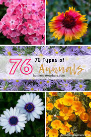 76 Types Of Annuals A To Z Photo Database Flower Quotes Types Of Flowers Annual Flowers