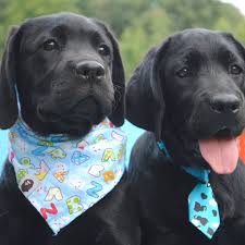 Topaz Kennel On Instagram Black Labrador Yavrularimiz 1 Erkek 1 Disi 22 04 2019 Dogumlu Rusya Fci Export Pedigree Labrador Yavrulari Topaz Rusya