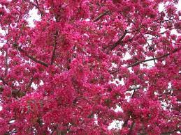 Maybe you would like to learn more about one of these? Beautiful Flowering Trees Of Spring In Wisconsin Adventures In Travel