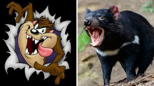 No tienes precio — demonios de tasmania. Demonio De Tasmania Vuelve A Australia Luego De 3000 Anos