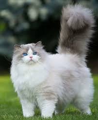 Pin On Cats