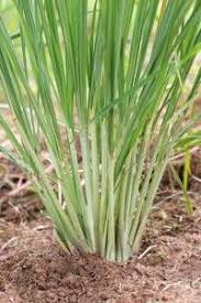 How To Grow Lemongrass The Home Depot Community Plants That Repel Bugs Mosquito Plants Mosquito Repelling Plants