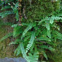 Image result for Asplenium barteri