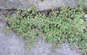 Spring touch lawn & pest control. Spring Touch Lawn Pest Control Mankato Mn 1st Application Free