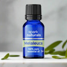 Image result for Melaleuca