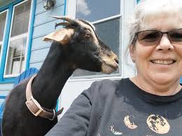 Introducing a weanling to a herd safely