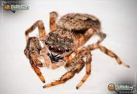 They have long, thin brown legs which are also covered with fine hairs. Tan Jumping Spider Platycryptus Undatus