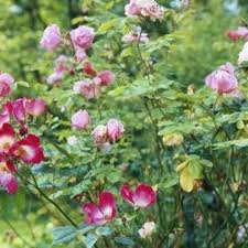 What Kind Of Plants Do Well In The Afternoon Hot Sun Ehow Com Shade Flowers Perennial Partial Shade Flowers Shade Flowers