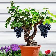 Maybe you would like to learn more about one of these? Egrow 50pcs Pack Grape Vine Seeds Organic Outdoor Sweet Fruit Seed Succulent Plants Indoor Bonsai
