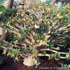 Image result for Dorstenia