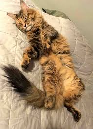 Get a ragdoll, bengal, siamese female maine coon kitten available and ready for new home. Maine Coon Mix Cat For Adoption In Austin Tx Supplies Included Adopt Nene