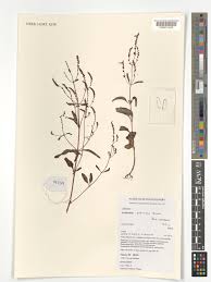 Image result for Aeollanthus pubescens