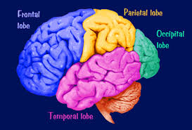 Functions Of Cerebral Lobes Biology Exams 4 U Cerebral Cortex Lobes Brain Structure