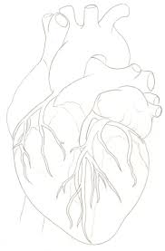 Different illustrations for human heart simple images for human. Simple Human Heart Drawing Color Novocom Top