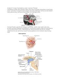 Kelenjar pituitari atau hipofisis merupakan struktur yang terletak di dasar tulang tengkorak, tepatnya pada sella turcica diatas sinus sphenoid dan dengan berat sekitar 1 gram. Anatomi Fungsi Mus Dan Kelenjar Pituitari Pdf