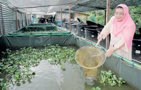 Ikan lele keli dapat di benihkan pada kolam sempit berukuran 2 m2 sampai kolam luas. Bekas Wartawan Ternak Keli Teratak Maya Tempatku Lepak