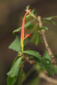 Image result for Anisotes sessiliflorus